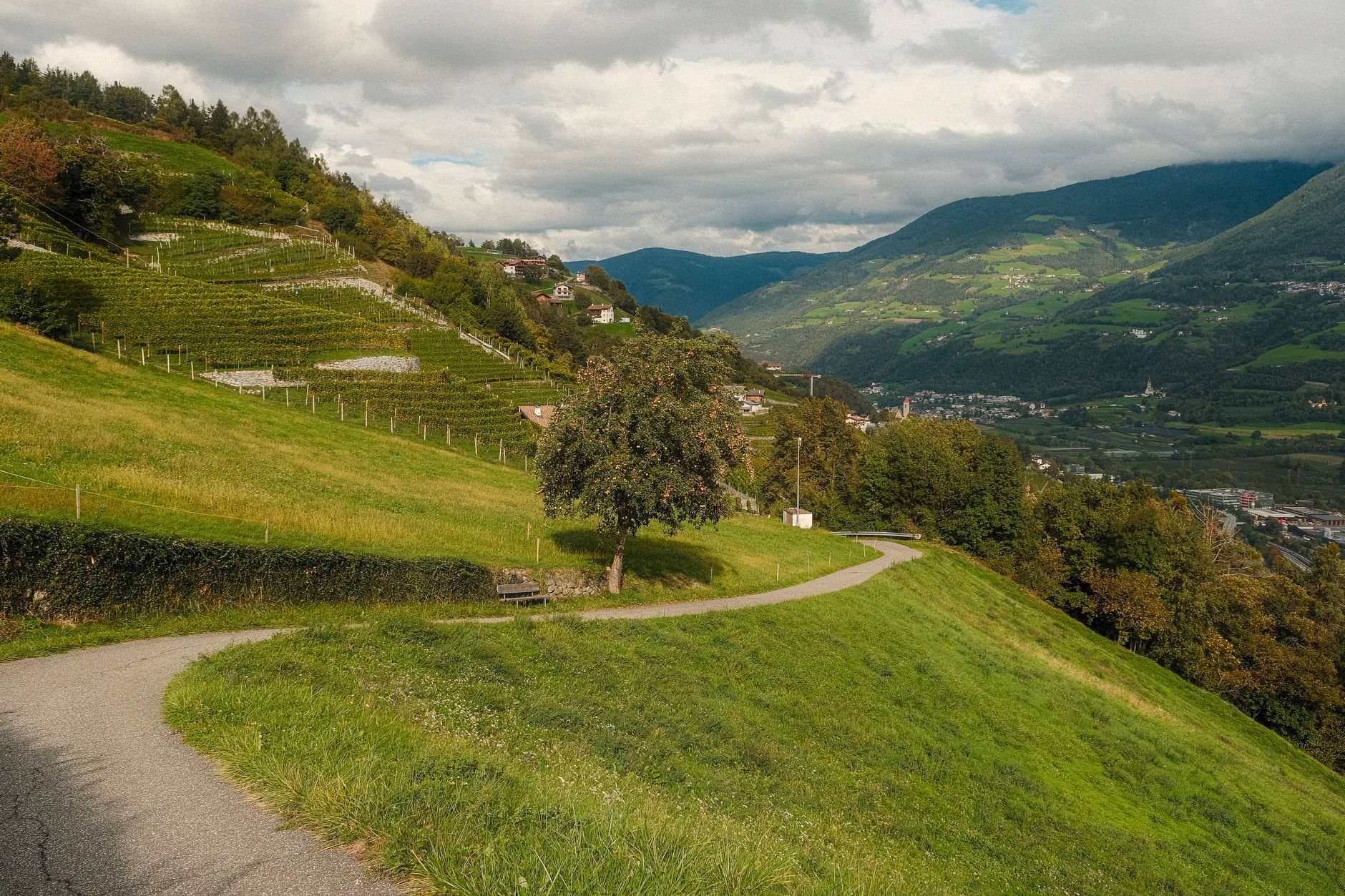 Scenic vineyard landscape in a hilly countryside, featuring lush greenery and a winding path.