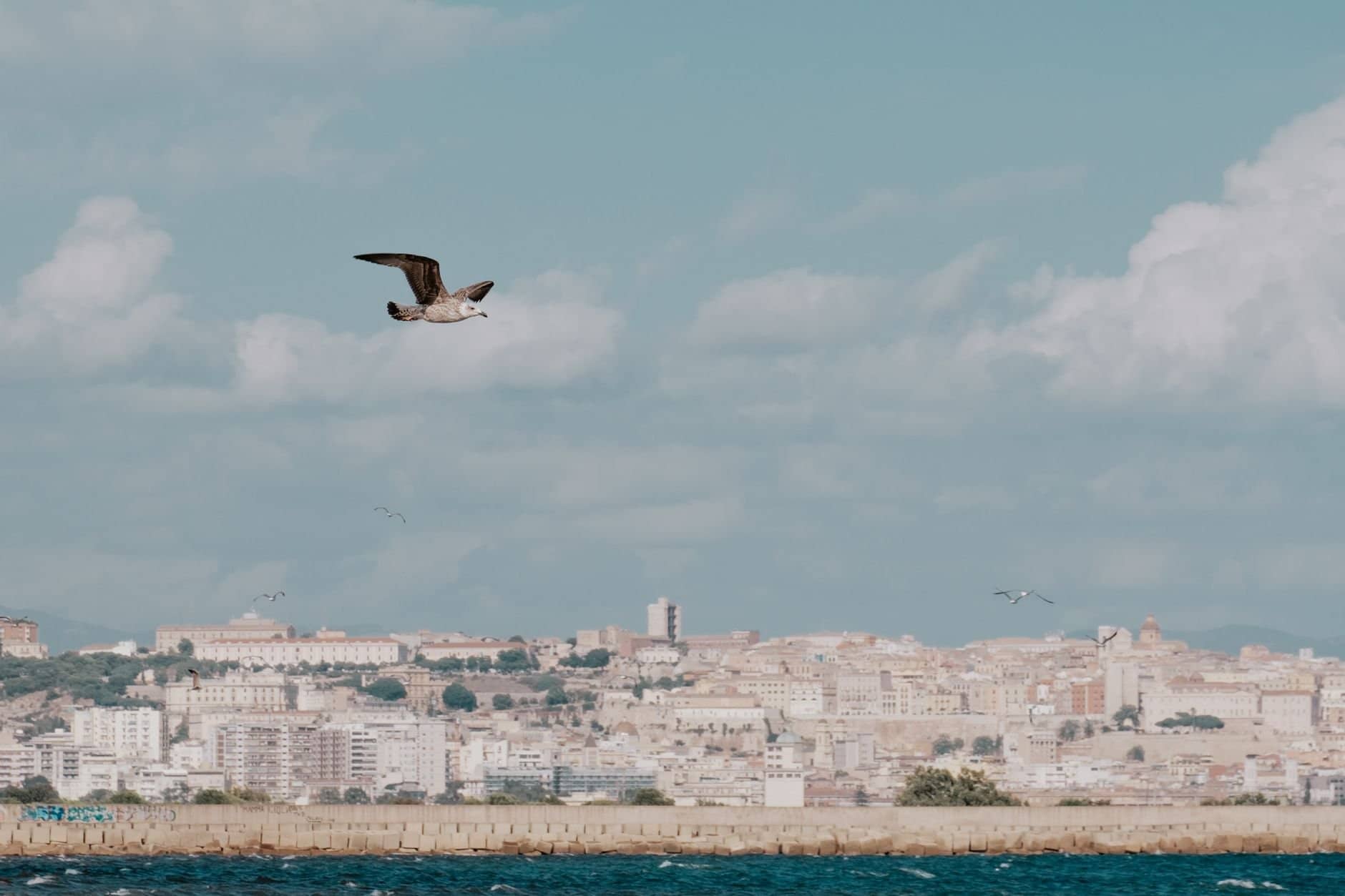A seagull flies gracefully over the coastline with Cagliari's historic cityscape in the background.