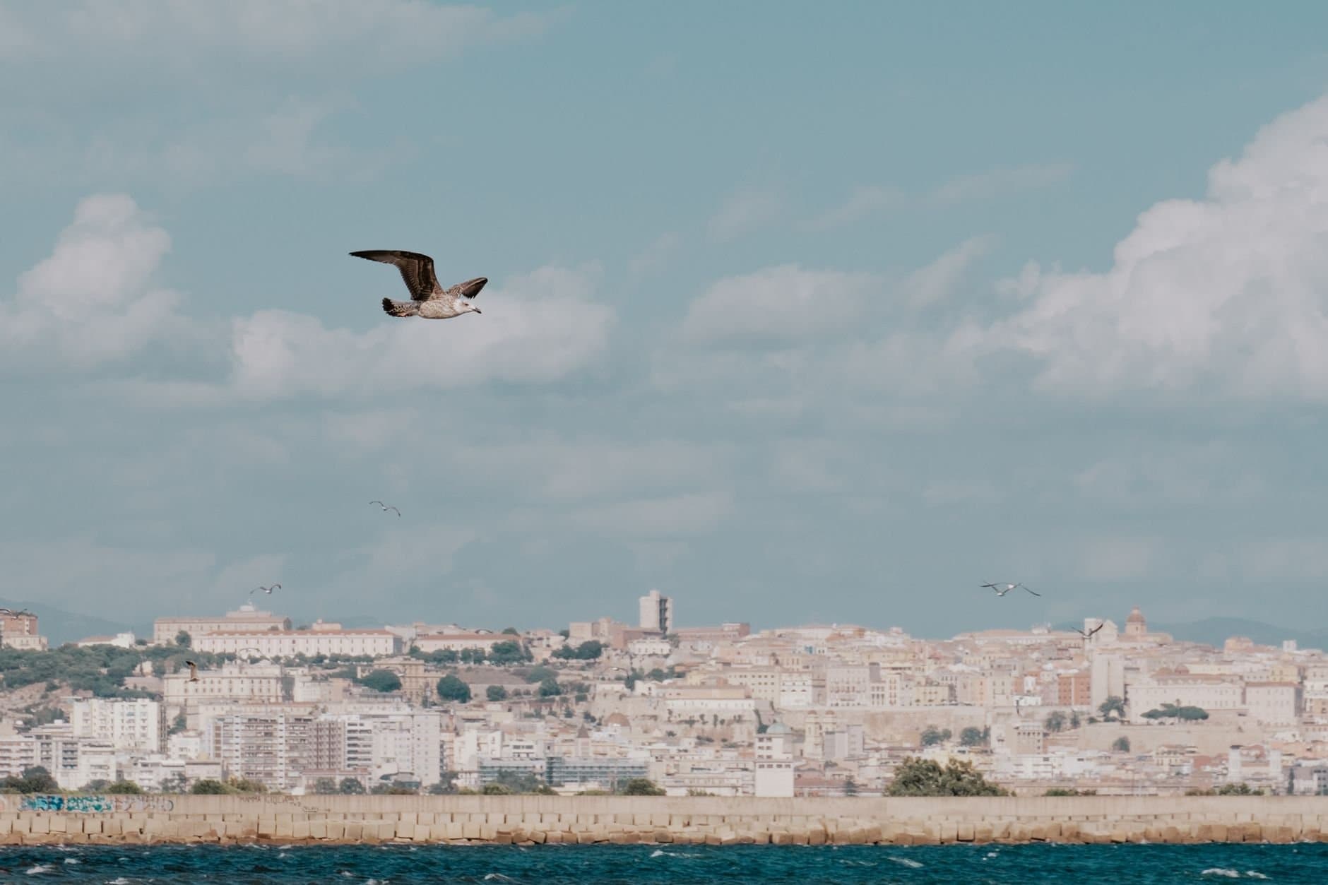 A seagull flies gracefully over the coastline with Cagliari's historic cityscape in the background.