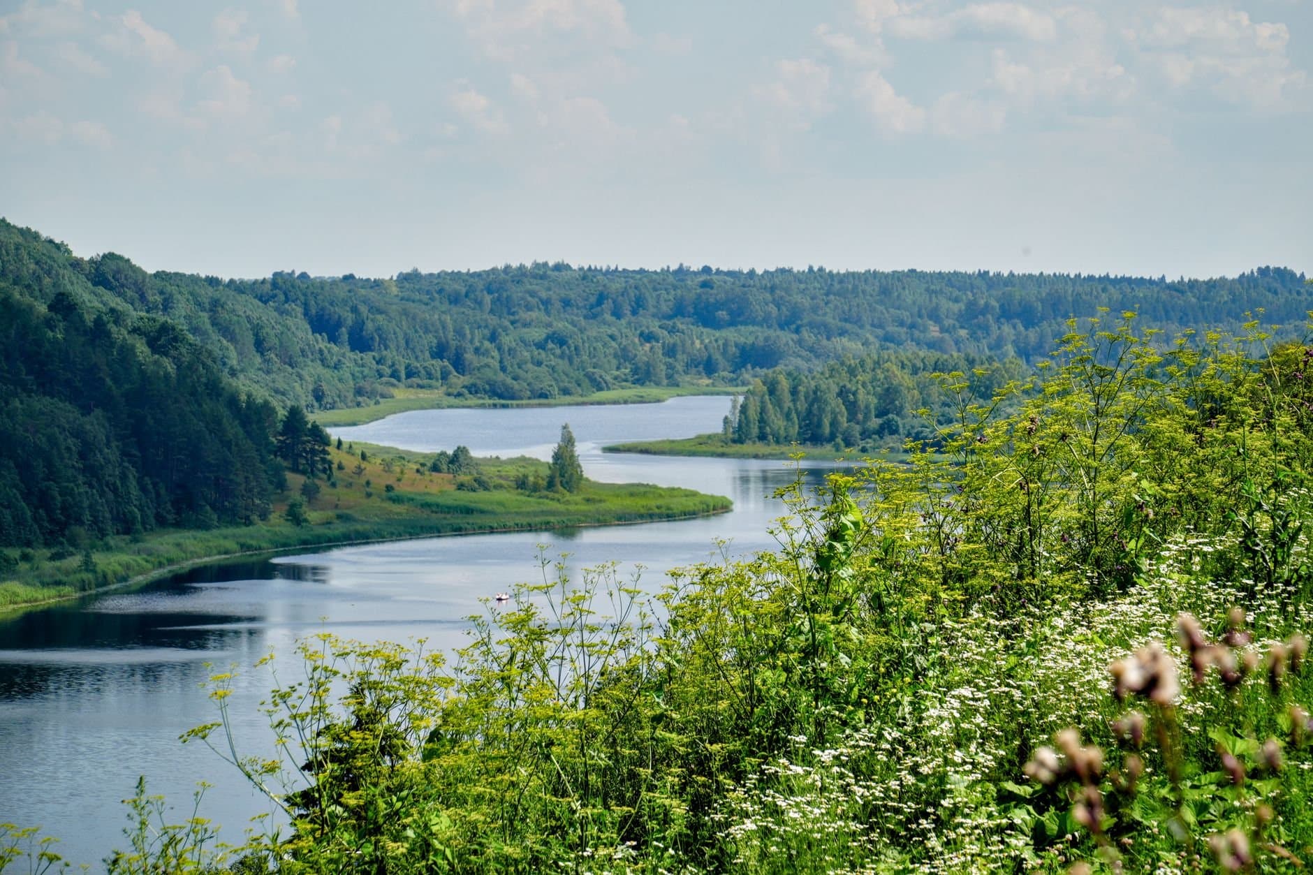 Explore the lush greenery along the Velikaya River in Pskov region, Russia during summer.
