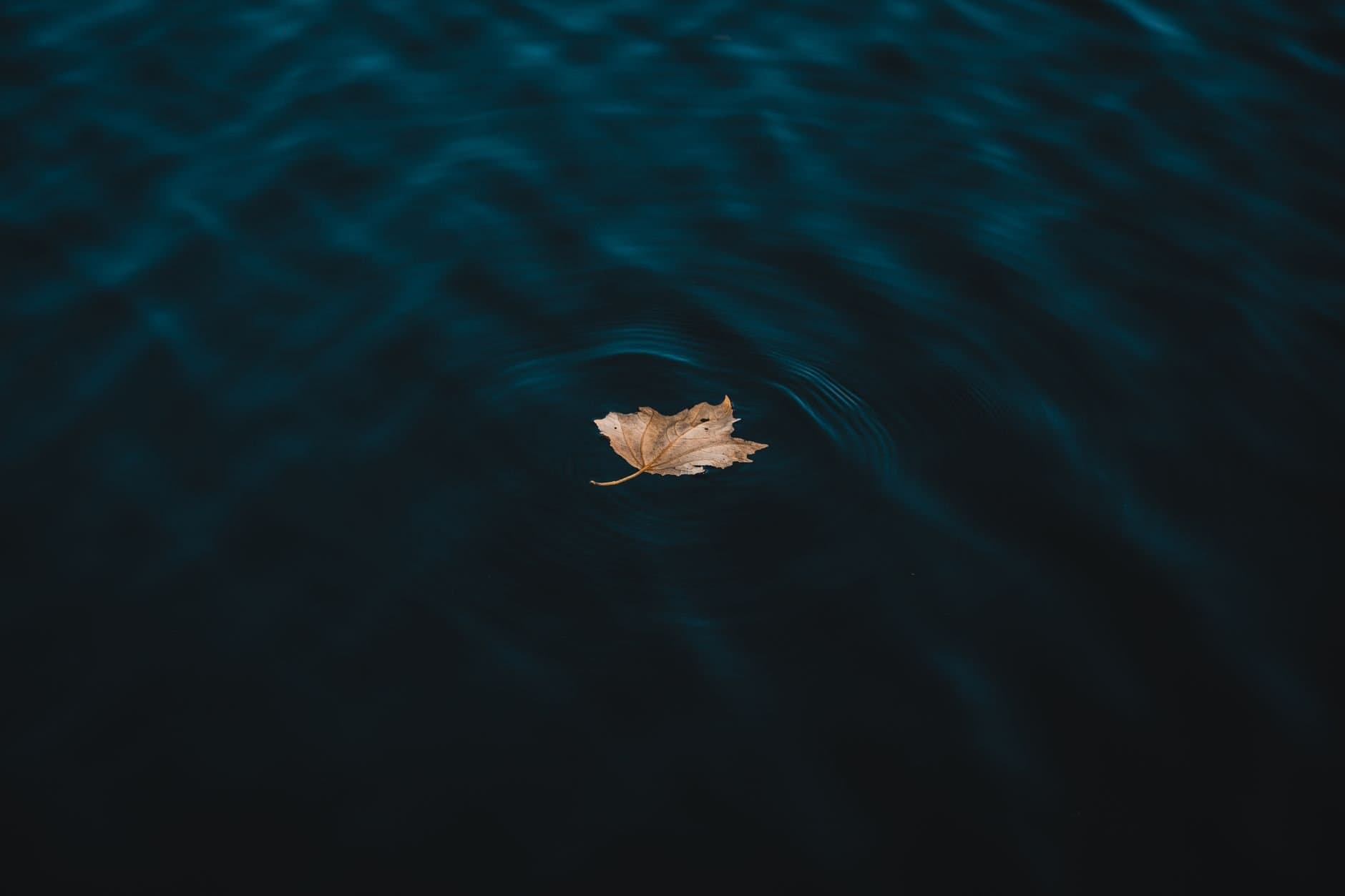 A single autumn leaf gently floats on the rippling surface of a pond, creating a serene scene.