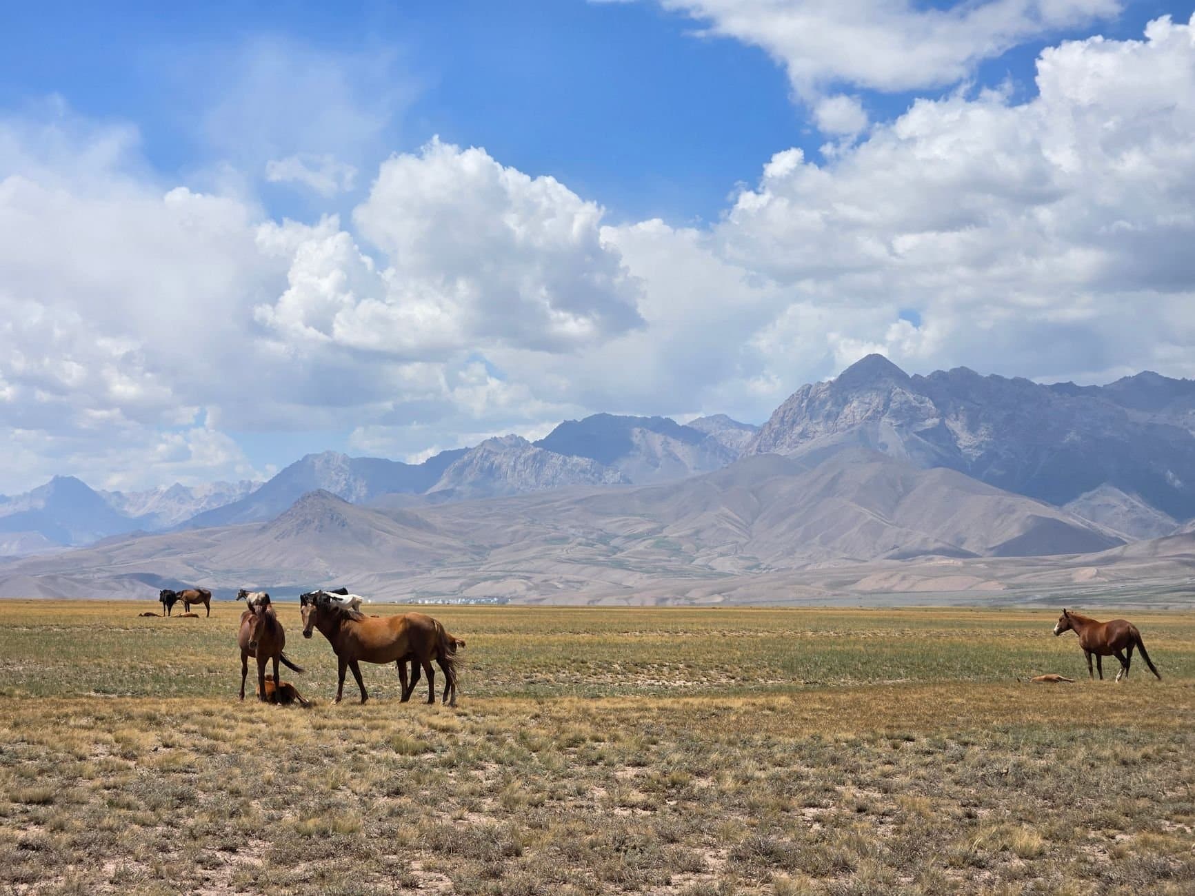 Horses roaming the scenic plains of Sary Mogul, Osh Region, against a mountainous backdrop.
