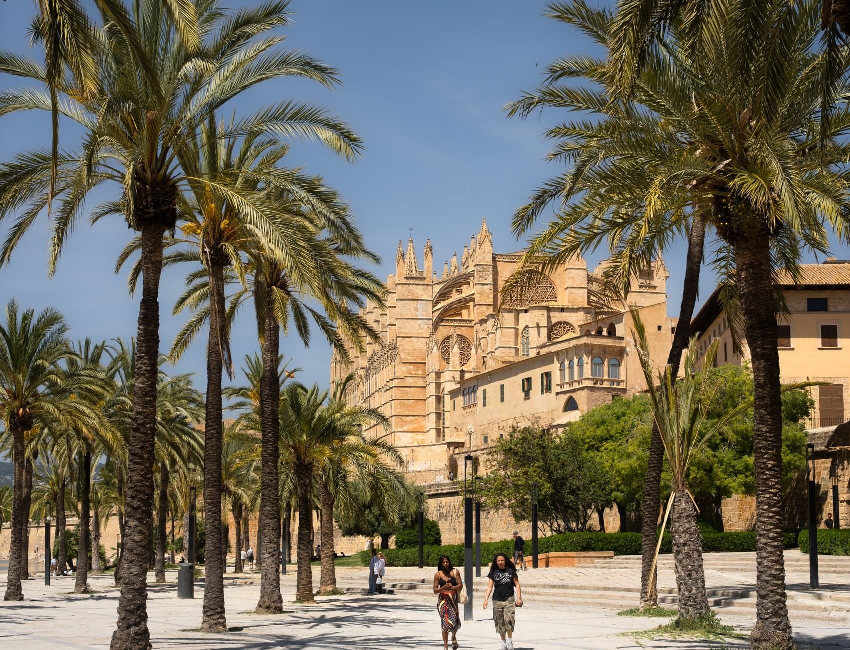 View of La Seu Cathedral in Palma, Mallorca, surrounded by palm trees on a sunny day.