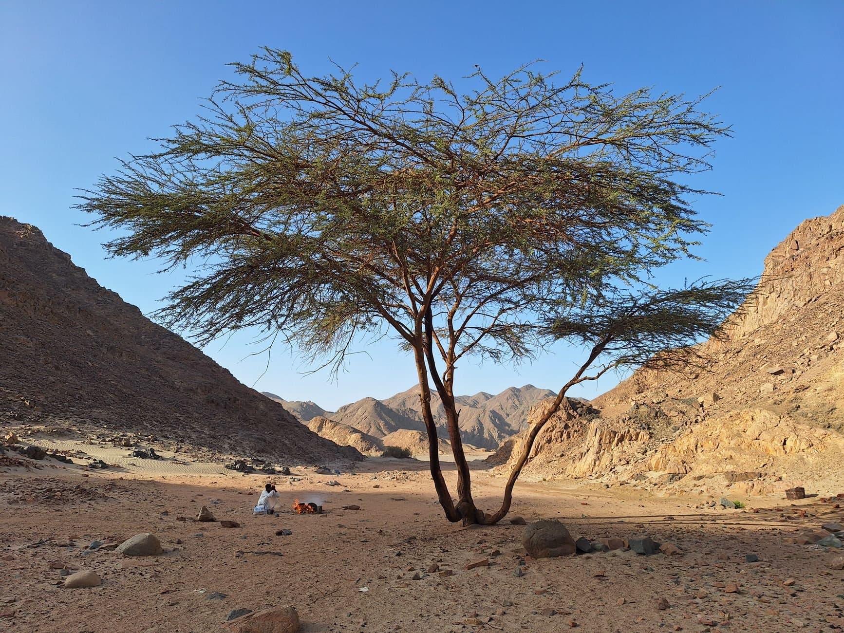 Scenic view of acacia tree in Egyptian desert with people resting under it.