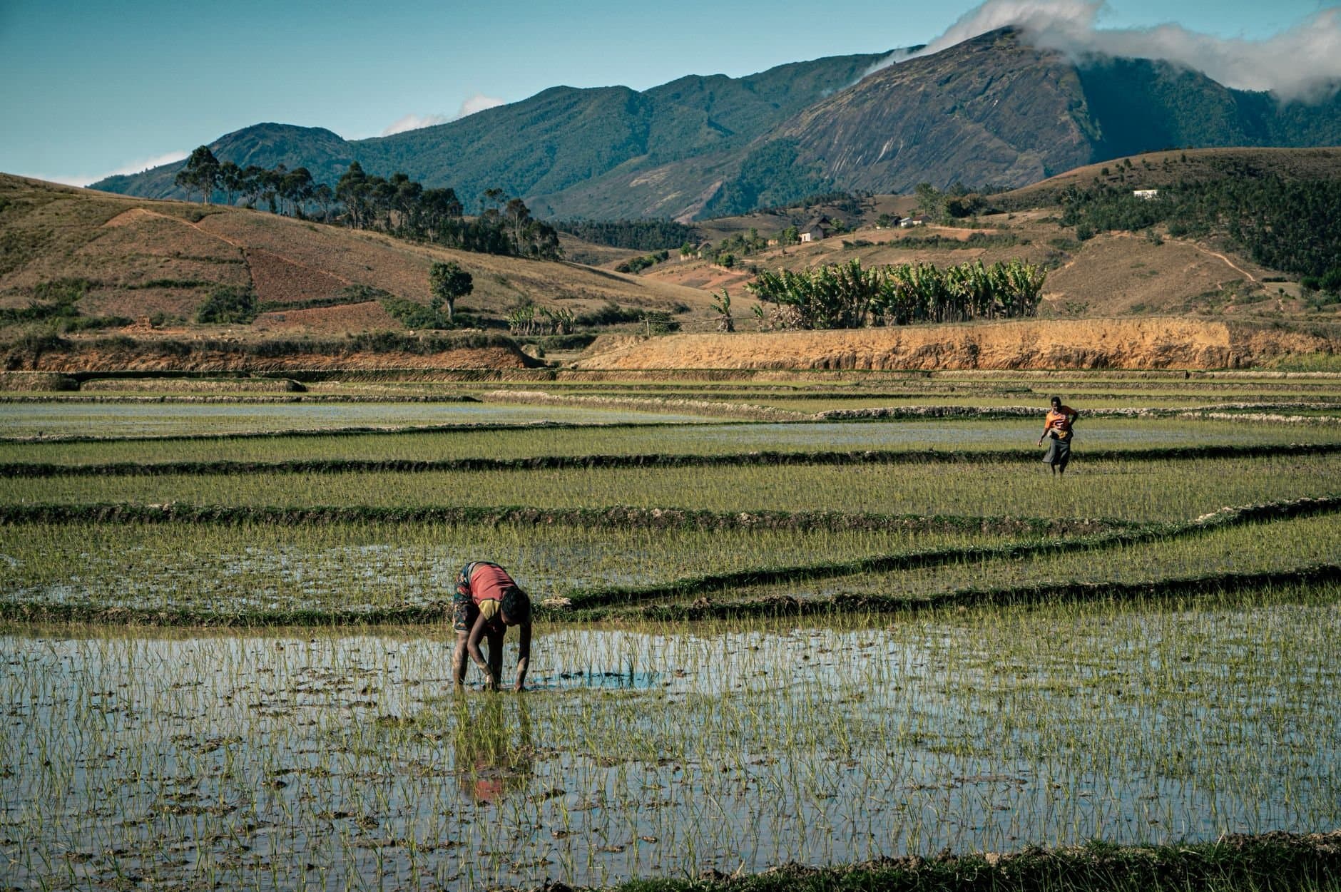 Scenic view of farmers tending to rice fields with mountains in Madagascar.
