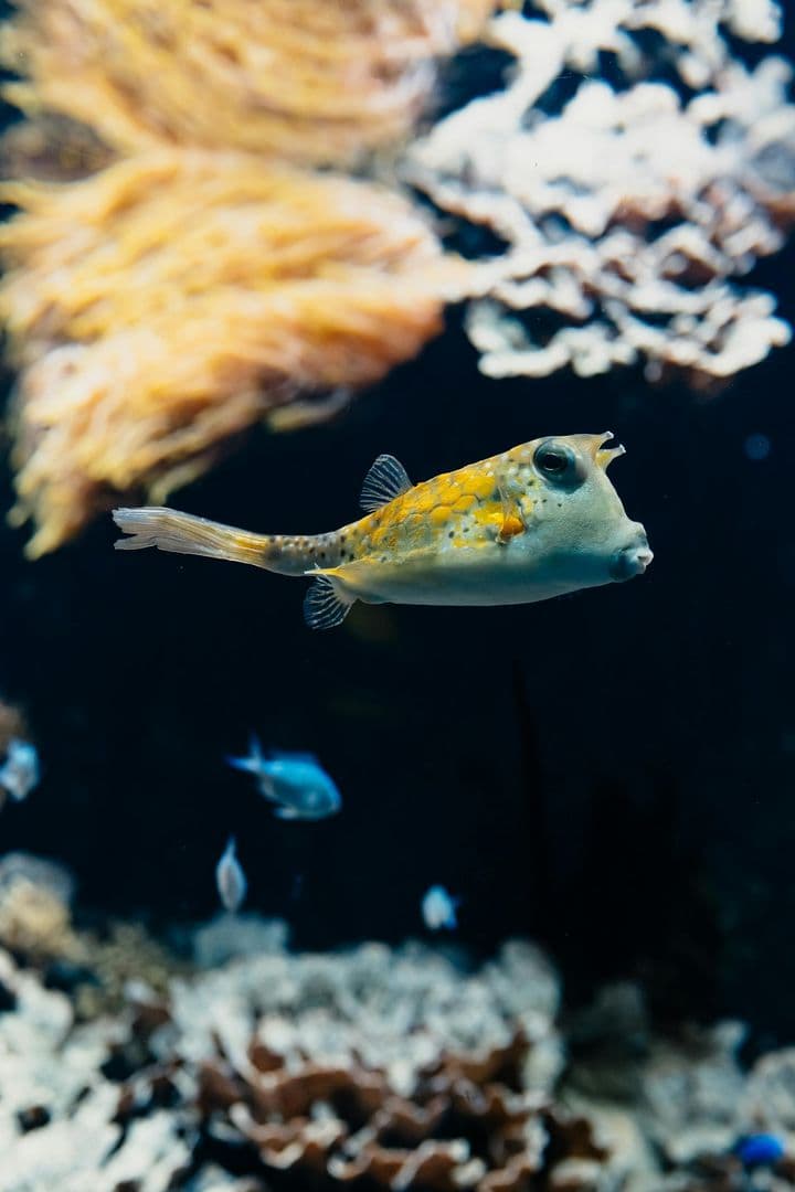 Aquarium du Grand Lyon: Entry Ticket