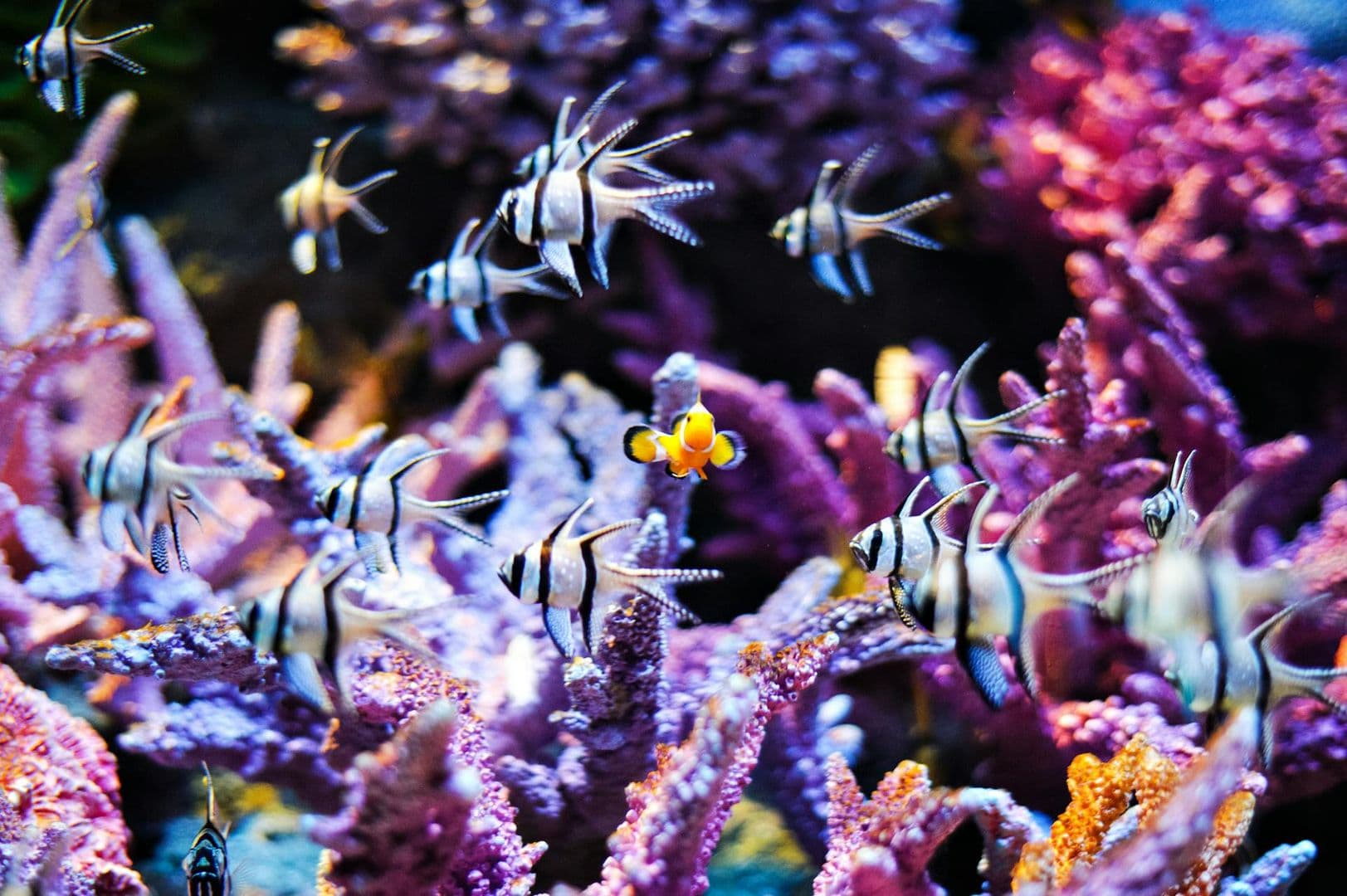 SEA LIFE Bangkok Ocean World: Belépőjegy